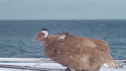 在鸡头装摄像头当稳定器,给鸡头安摄像头