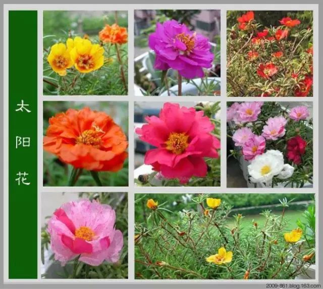 最全花品种,史上最简单的十种花