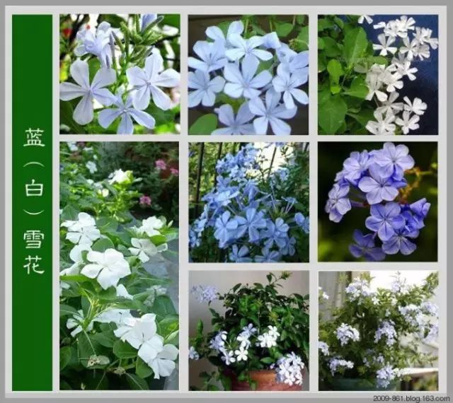 最全花品种,史上最简单的十种花