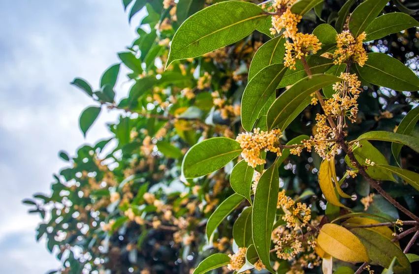 「收藏」不能错过的小美好！上海12个月行走指南来啦