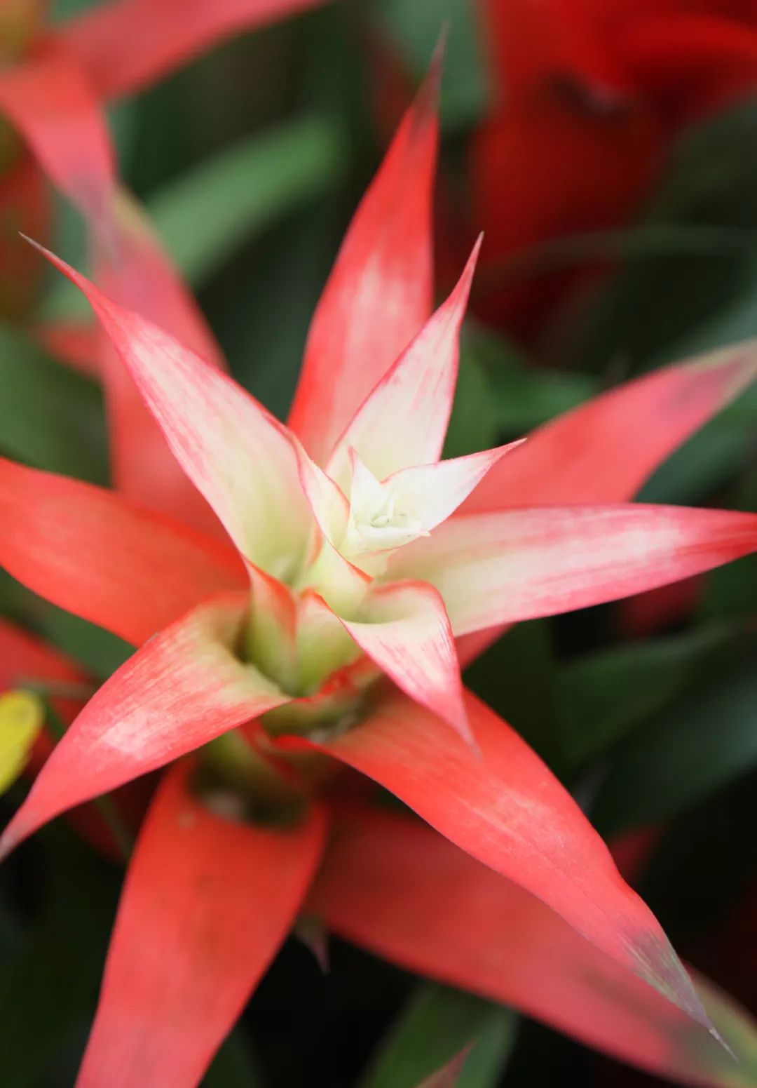 喜庆年宵花,盘点最受欢迎的十大年宵花