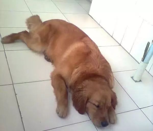 德州警犬训练视频,带大家认识警犬养成记