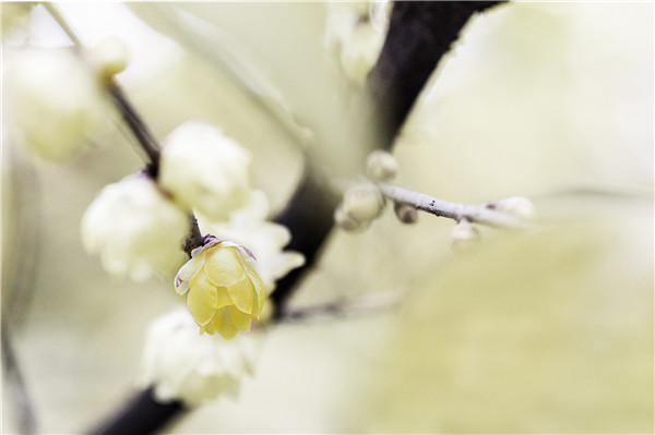 岁寒三友梅花诗词,岁寒三友诗句松竹梅