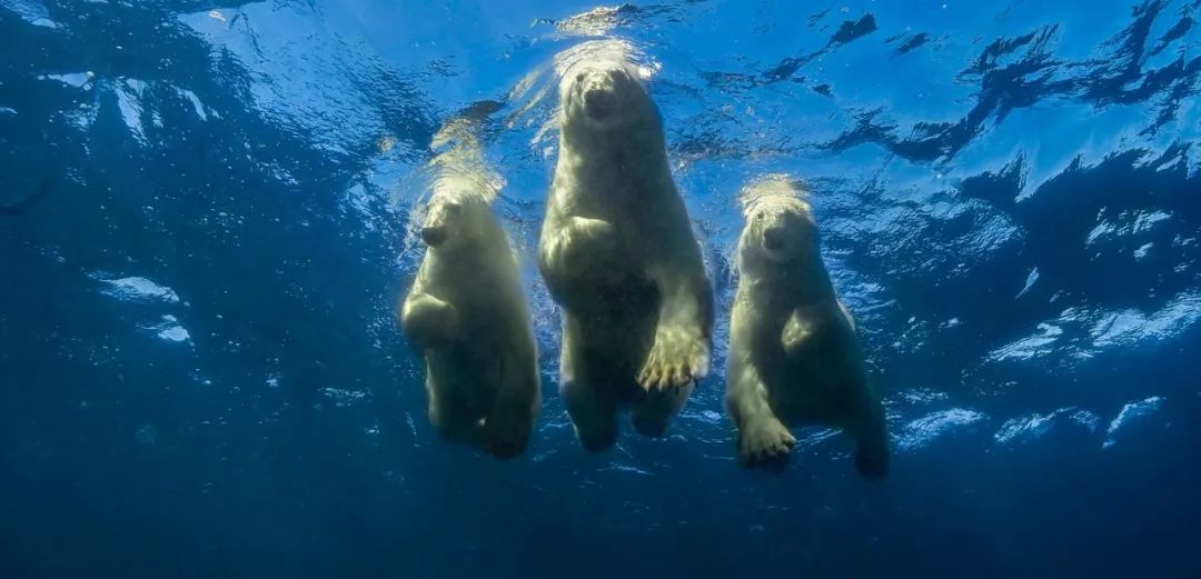 被北极熊追杀，抓拍鲨鱼咬向自己的瞬间……68岁摄影师玩命告诉你：为什么外国人这么少？