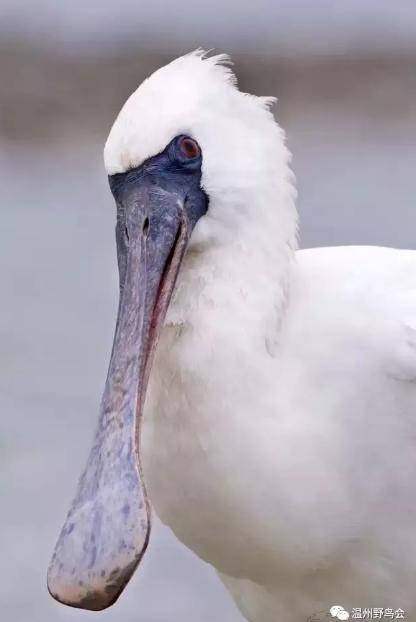 赞！温州湾入围“最值得关注的十块滨海湿地”初选