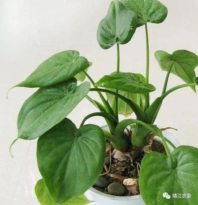 误食野芋头中毒有什么症状,误食芋头