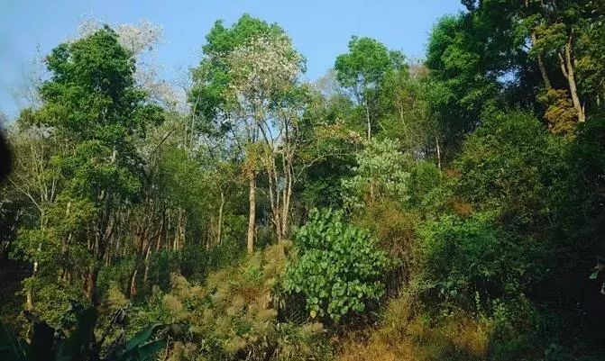 传奇兰花为什么值钱,传奇曼松普洱生茶