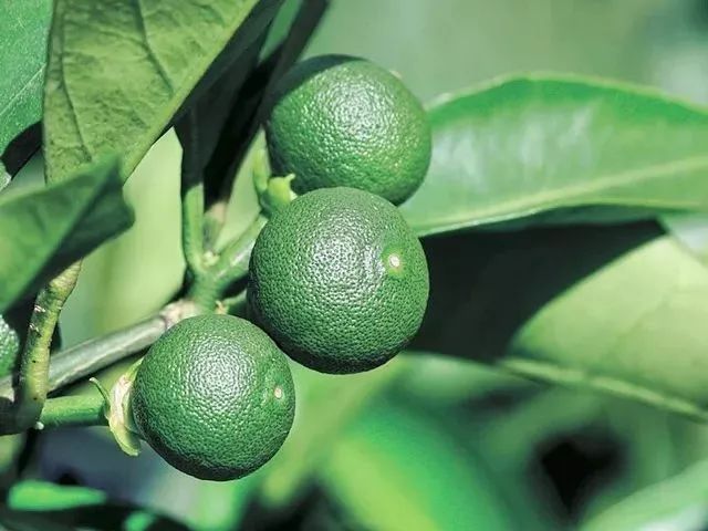 日本防脱生发增发密发育发液,脱发救星防脱育发洗发水