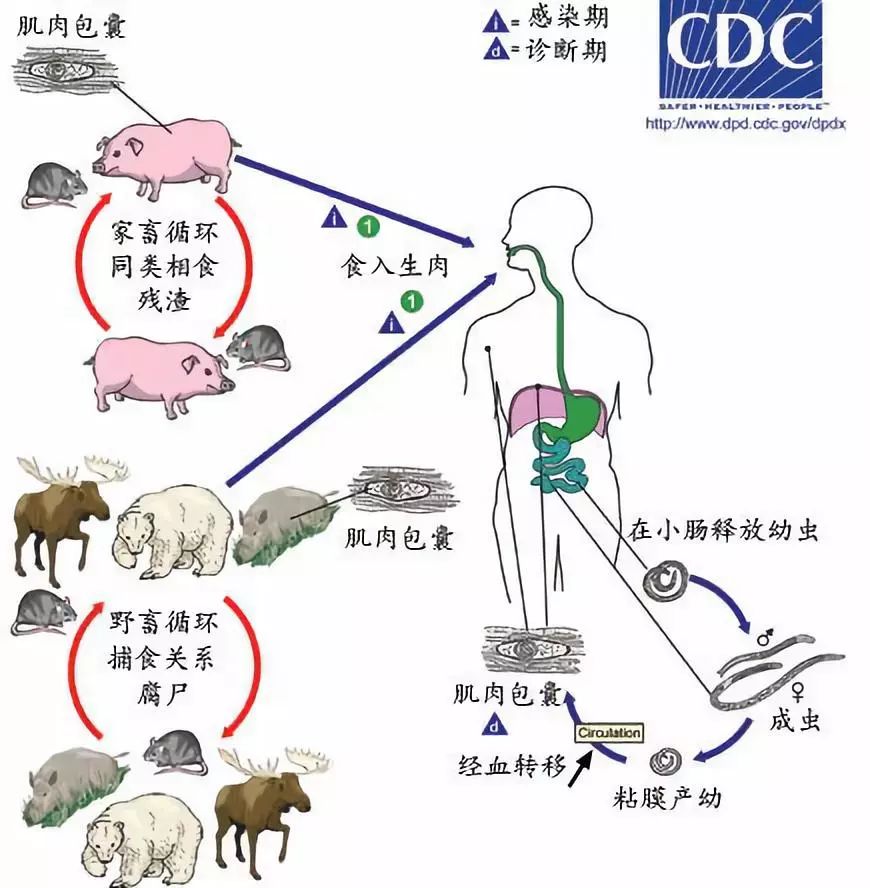 人感染旋毛虫后对人的危害有哪些,提醒别碰几种蔬菜寄生虫多到成堆