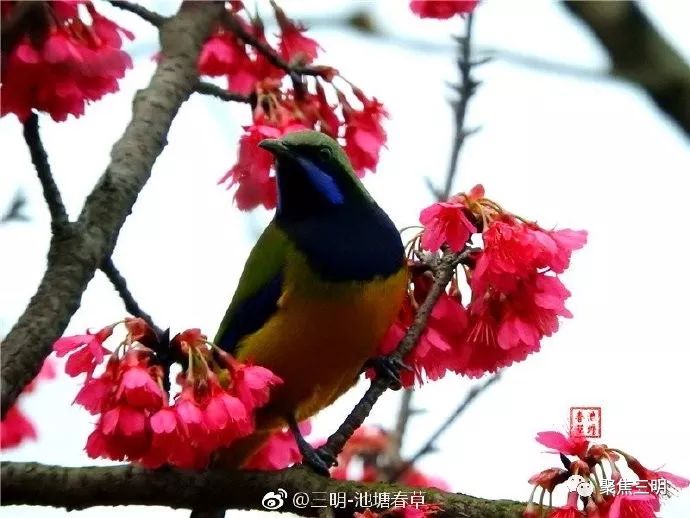 福建三明看樱花的地方,三明樱花在哪里