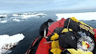 企鹅上岸一脸懵,企鹅跳到船上发现不对赶紧溜了