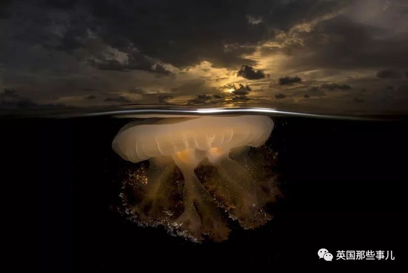 世界索尼摄影大赛作品背后的故事 (2018年索尼摄影大赛获奖作品中国)