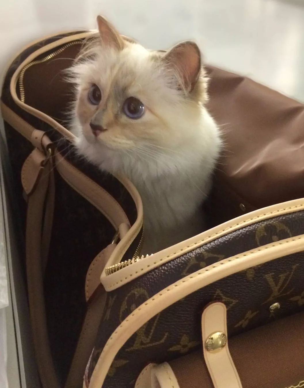 老佛爷的所有家产最后留给了猫 (老佛爷的猫死后谁来继承他的遗产)