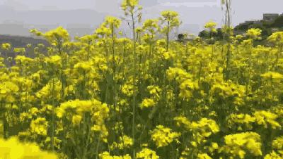 汉中这几天有啥好玩的,5月的汉中有哪些好玩的地方