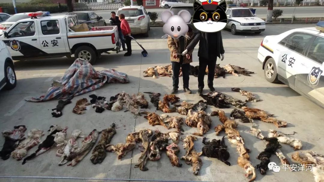 破获捕杀犬案件,洋河杀人命案