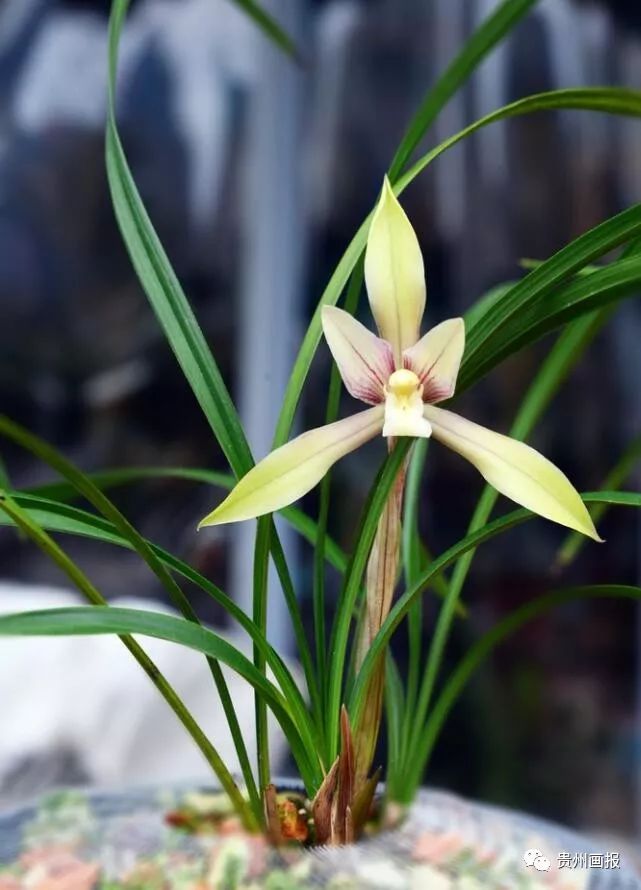 关于兰花的唯美意境诗句,关于兰花香溢的唯美诗句