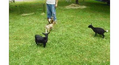 作为内蒙人,山羊这么牛的生物,竟然不了解?