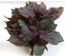 扁圣中医馆怎么样济南,扁圣中医馆在哪里