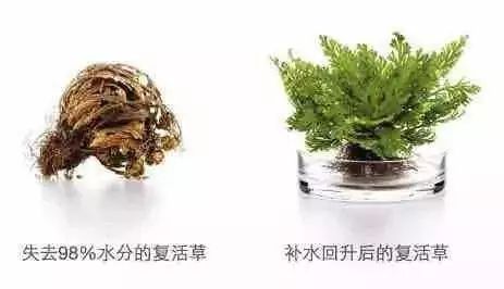 南非春夏复活草保湿水,南非不死草对皮肤的好处