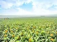 广东特色十大水果,湛江八大水果你知道吗