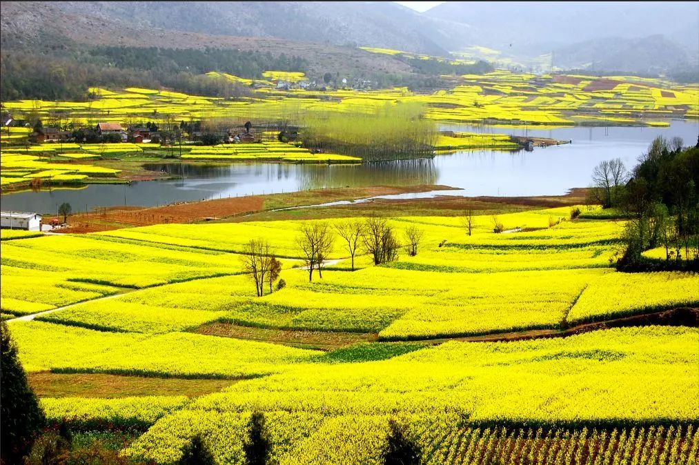 汉中最美油菜花节开幕,汉中油菜花节开幕式视频2020