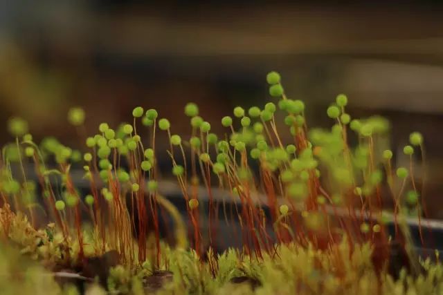 机构上百元的自然课程~春日踏青最常见的，孩子想知道的都在这里！大自然拓荒者小矮人~