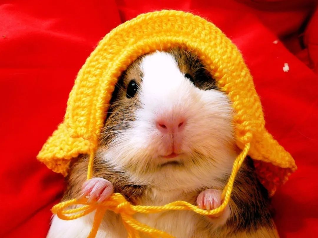 仓鼠怎么养活得更久,如何让仓鼠活得久