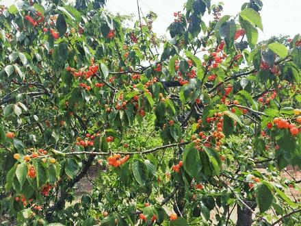 又一年樱桃采摘季,一年一度的大樱桃采摘模式已开启