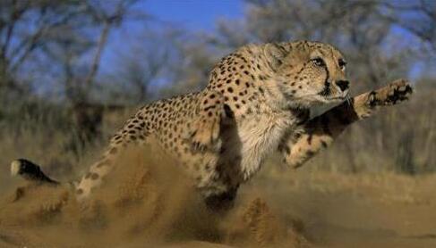 猎豹出击选股公式,猎豹出击指标公式源码