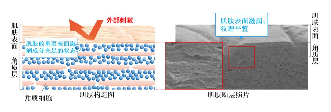 秘籍｜入春换季，生活不易，敏感肌不叹气