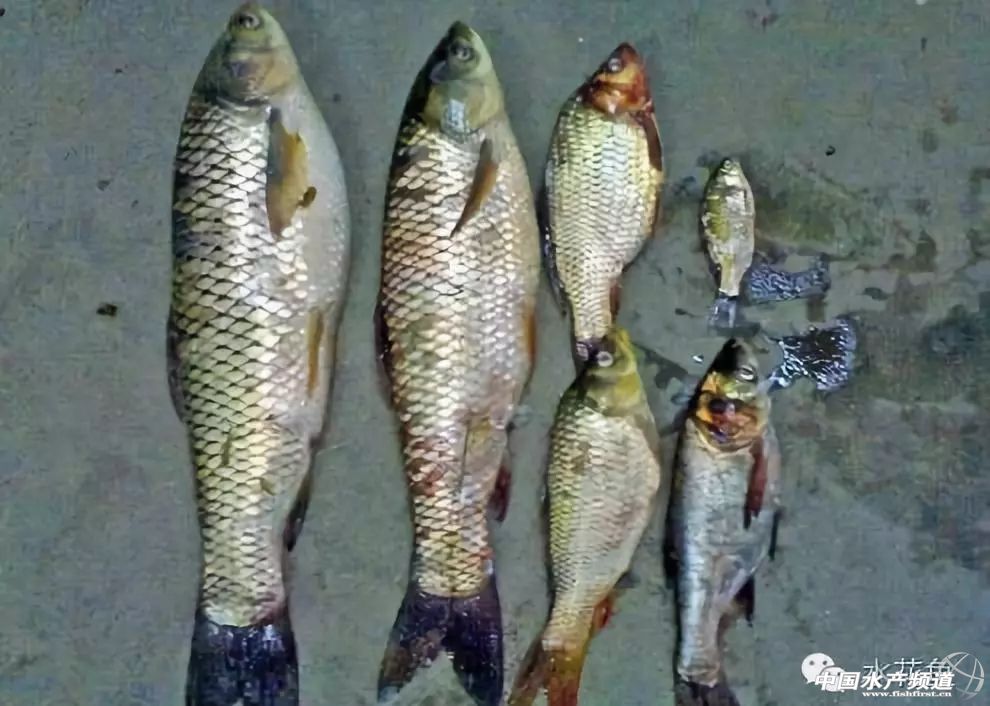 鱼苗放进鱼塘有少数死亡正常吗,放养鱼种要注意什么