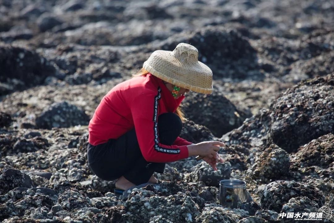 湛江最实惠的海鲜街,湛江草潭镇海鲜攻略
