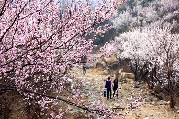 昌平踏青旅游攻略,昌平踏青好玩的地方