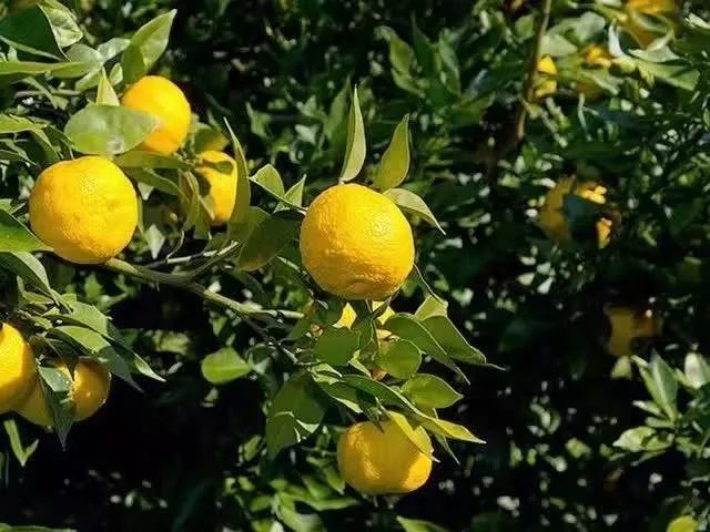 柚子卸妆啫喱优惠,柚子卸妆啫喱小样