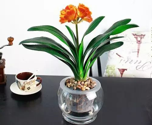 适合厨房种植的植物水培,哪些作物可做水培盆栽养殖