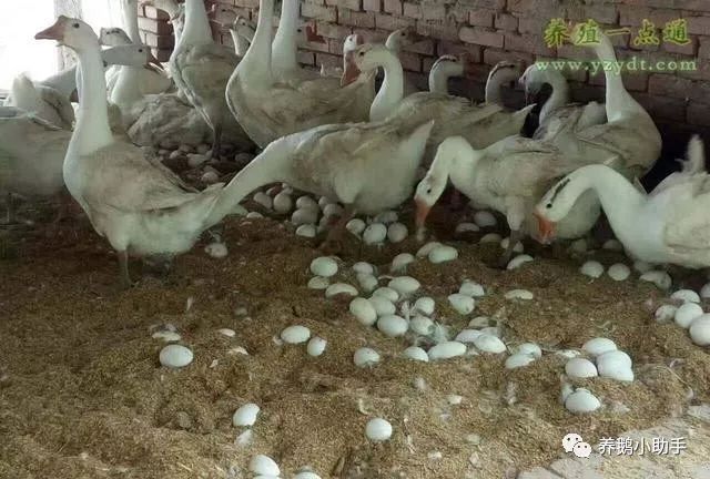 养鹅精心管理方法,怎样养好鹅教程视频