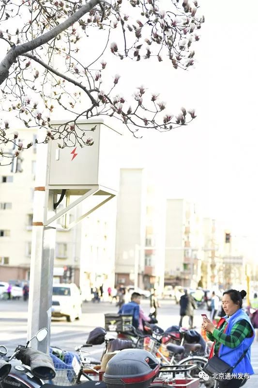 美得不像话！通州玉兰花开早腊梅绽放报春来