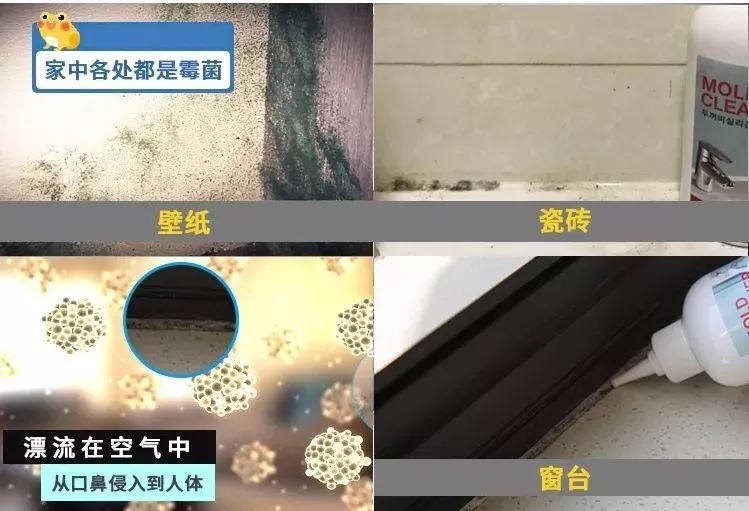 墙体霉菌还能致癌？拯救陈年老霉的*器武**，杀菌率99%！