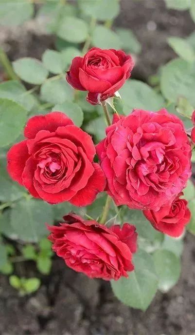 南宁花雨湖玫瑰花文化节,第四届广西玫瑰花节