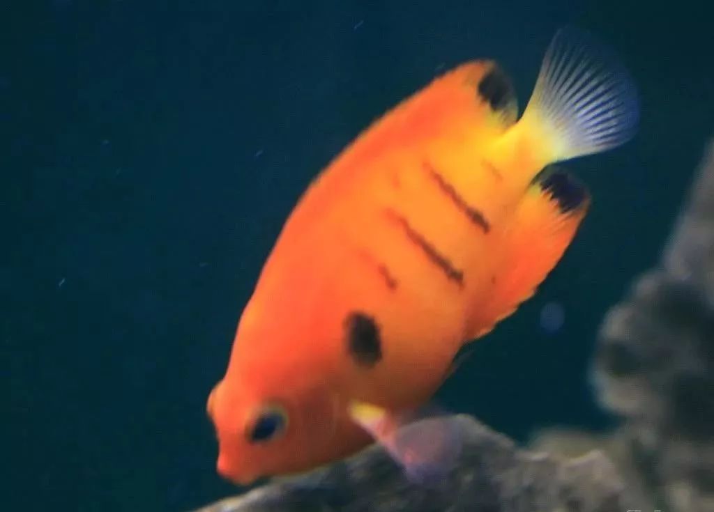 怎么样孵化火狐,火焰仙怎么孵化