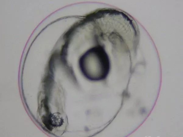 怎么样孵化火狐,火焰仙怎么孵化