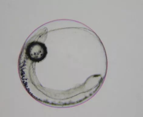 怎么样孵化火狐,火焰仙怎么孵化