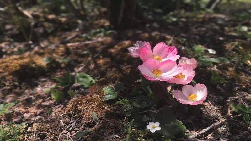 四姑娘山云间花径越野跑延期,2024四姑娘山云间花径越野跑