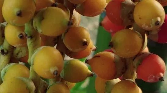 胡蓝人爱吃的这款致癌物，竟然不让打广告了！