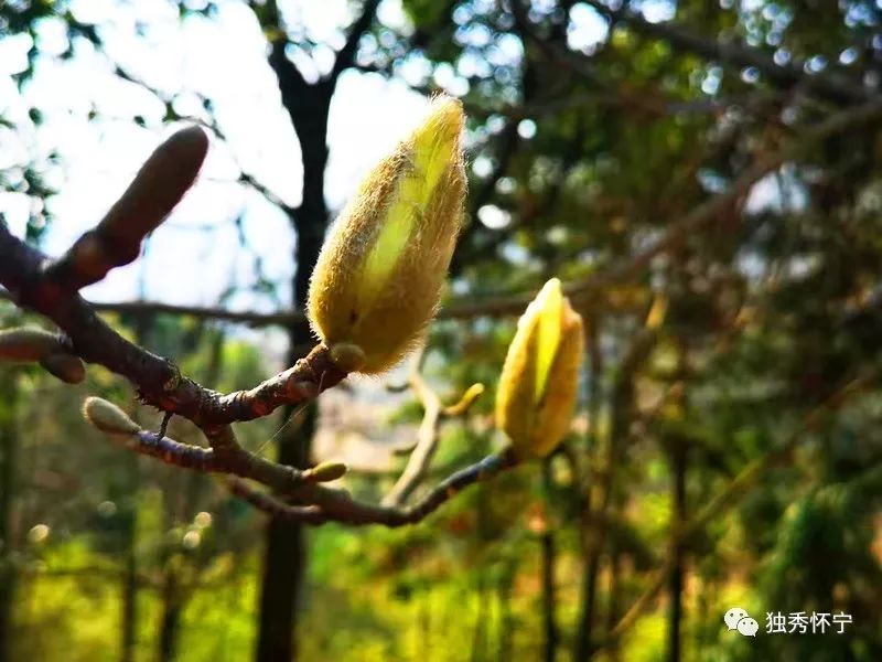 又到海螺望春花期，踏青赏花的可以约起了～