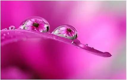 水中花，美翻了！