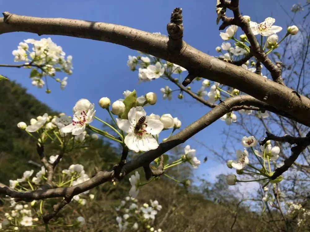 五一五府山蜜蜂谷,春游五龙山