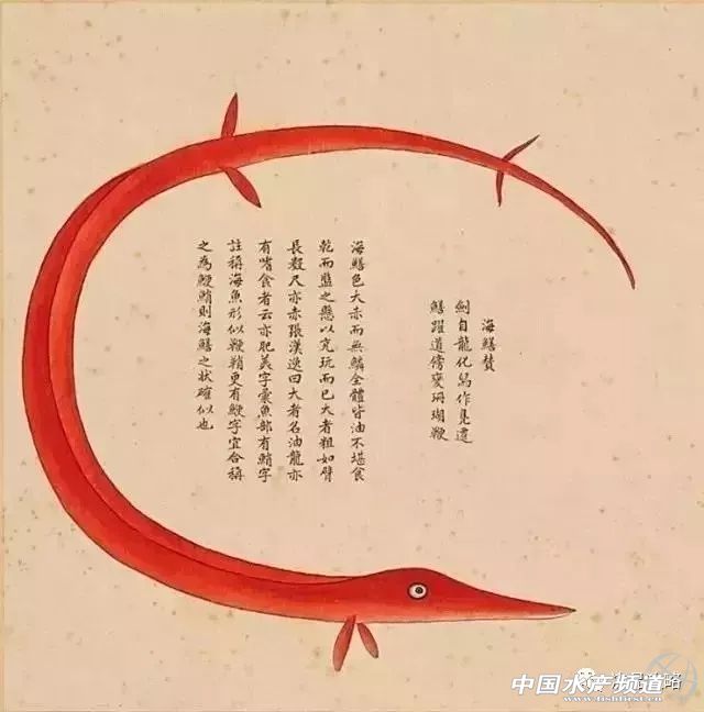 年前的海鲜,30年前的海鸥表