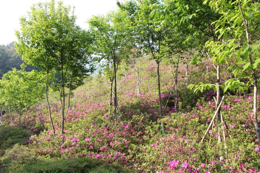 适合踏春的景点厦门,厦门春季旅游攻略