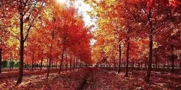 上海免费景点排行榜前十名,上海闵行区免费景点大全